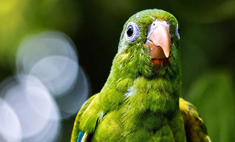 Wildlife in the project area